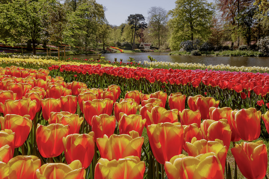 #DicasDeViagem: KEUKENHOF PARA COLORIR A ALMA Camila Coelho