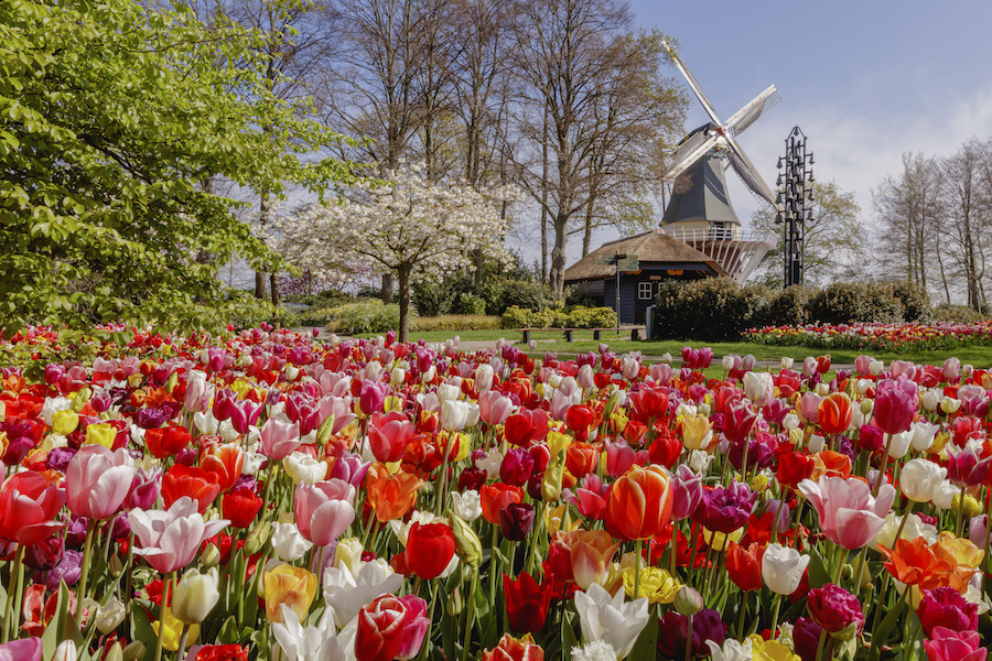 #DicasDeViagem: KEUKENHOF PARA COLORIR A ALMA Camila Coelhoo